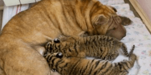 Θυληκό Σαρ-Πέι υιοθέτησε δύο μικρά τιγράκια Σιβηρίας [εικόνες]