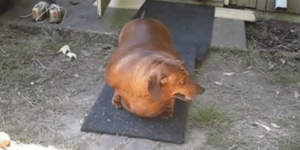 Υπέρβαρος σκύλος κινδυνεύει να πεθάνει από «υπερβολική αγάπη» [βίντεο]