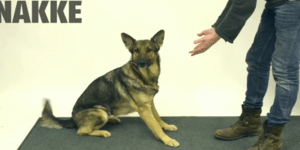 Μαγικά κόλπα για σκυλιά: Πώς αντιδρούν όταν το φαγητό τους εξαφανίζεται; [βίντεο