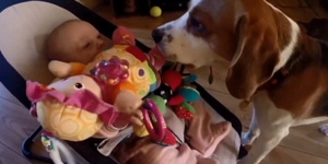 Ο πιο γλυκός σκύλος νταντά: Γέμισε το μωρό παιχνίδια για να σταματήσει να κλαίει