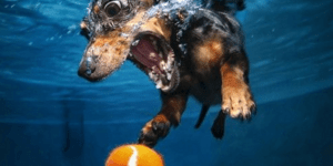 Κουτάβια κάνουν μακροβούτια: Μετά το «Underwater Dogs» ήρθε το «Underwater Puppi