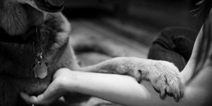 Συγκλονιστικές εικόνες «φόρος τιμής» στη φιλία: Η τελευταία φωτογραφία με τα σκυ