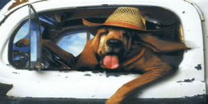 Πως θα ήταν η ζωή μας εάν είχαμε ανθρώπους για κατοικίδια [βίντεο]