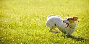 Κυρίως άντρες