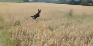 Ο πιο χαρούμενος σκύλος του κόσμου [βίντεο] 