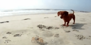 Παιχνιδιάρικο κουτάβι κυνηγάει τρομοκρατημένο καβούρι στην παραλία [βίντεο]
