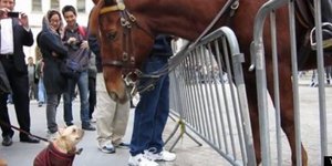 Γαλλικό μπουλντόγκ πιάνει φιλίες με άλογο αστυνομικού [βίντεο]