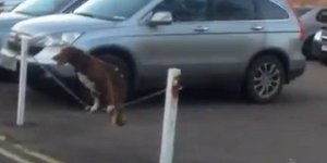 Σκύλος ισορροπεί με χάρη πάνω σε μια αλυσίδα [βίντεο] 