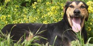 Ο Ρεξ είναι έτοιμος να διαλέξει οικογένεια