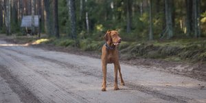 Η Νέα Ζηλανδία είναι η χώρα με ένα από τα υψηλότερα ποσοστά ιδιοκτησίας κατοικίδιων στον ΟΟΣΑ