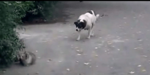 Υπουλος σκύλος-νίτζα επιτίθεται σε γάτα αλλά εκείνη δε μασάει [βίντεο]