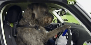 Θαυμάστε τους... τετράποδους οδηγούς αυτοκινήτων [βίντεο]