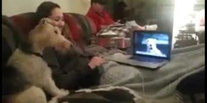 Μέσω Skype δεν επικοινωνούν μόνο οι άνθρωποι αλλά και οι... σκύλοι [βίντεο]