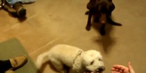 Σκυλάκος μιμείται γιατί ζηλεύει «παρτσακλό» σκυλάκι [βίντεο] 