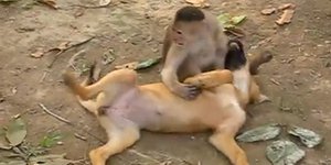 Οι πιο παράξενες φιλίες ζώων [βίντεο] 