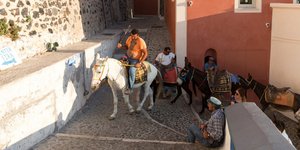 Γαϊδουράκια στην Σαντορίνη/ Φωτογραφία: Shutterstock