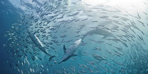 Πως αμύνονται τα μικρά ψάρια σε επίθεση μεγάλων θηλαστικών [εικόνες]