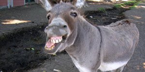 Αυτός ο τραγουδιστής έχει... γαϊδουροφωνάρα [βίντεο] 