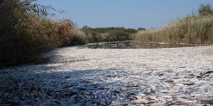 Τρομακτικό θέαμα στη λίμνη Ισμαρίδα στη Ροδόπη – Δέκα τόνοι νεκρά ψάρια από άγνω