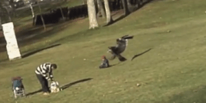 Απίστευτο: Αετός άρπαξε παιδάκι σε πάρκο του Μόντρεαλ [βίντεο]