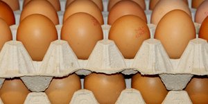 Μολύνθηκαν με fipronil