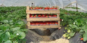 Η Ρωσία καθησυχάζει: Δεν θα υπάρξει πρόβλημα με την εισαγωγή των ελληνικών γεωργ