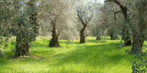 Ενας δάσκαλος αγρότης: Από καθηγητής σε ιδιωτικό αγρότης σε ελαιώνες
