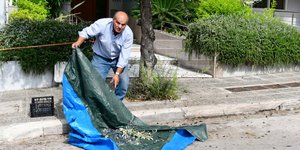 Πολίτης στο Π. Φάληρο μαζεύει ελιές με παραδοσιακό τρόπο -Φωτογραφία: Intimenews/ΠΑΝΑΓΙΩΤΟΠΟΥΛΟΣ ΝΙΚΟΣ
