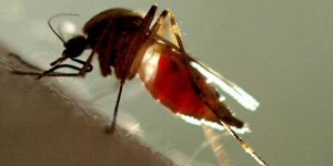 ΚΕΕΛΠΝΟ: Η Λακωνία δεν θεωρείται επικίνδυνη περιοχή