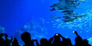 Μαγευτικές εικόνες από έναν υδάτινο παράδεισο -Το μεγαλύτερο ενυδρείο του κόσμου