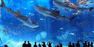 Υδάτινο υπερθέαμα που κόβει την ανάσα στην Ιαπωνία [εικόνες – βίντεο]