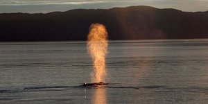 Απίστευτο – Φάλαινα εκτοξεύει από το φυσητήρα της... φωτιά [εικόνες]