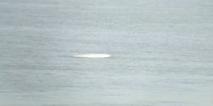 H φάλαινα εθεάθη να κολυμπάει στα νερά του Τάμεση το μεσημέρι της Τρίτης