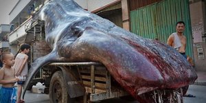 Κινέζος ψαράς έπιασε φαλαινοκαρχαρία μήκους πέντε μέτρων -Μπερδεύτηκε στα δίχτυα