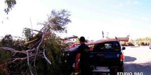 Δέντρο έπεσε σε αυτοκίνητο στο Ναύπλιο /Φωτογραφία Αργολικές ειδήσεις