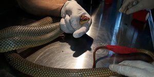 Φίδι/Φωτογραφία: ΑΠΕ-ΜΠΕ 