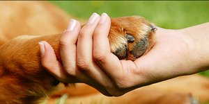 Ενα «κλικ» για τα ζώα -Η Animal Action μετέχει σε διαγωνισμό για να κάνει τη δια