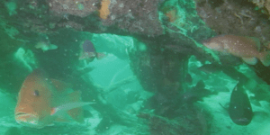 Αρχαίο υποβρύχιο δάσος ανακαλύφθηκε στον Κόλπο του Μεξικού [βίντεο]