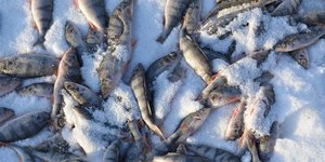 Ακατάλληλα ψάρια συνολικού βάρους 104 κιλών