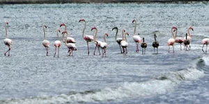 Τα φλαμίνγκο στον υδροβιότοπο Ναυπλίου - Νέας Κίου. Φωτογραφία: argolikeseidhseis