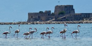 Φλαμίνγκο στο Ναύπλιο (Φωτογραφία: EUROKINISSI)