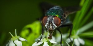 φωτογραφία: pixabay