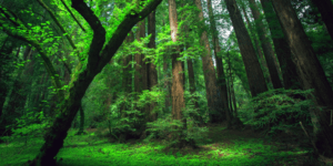 Η φύση εκπέμπει SOS: Παγκόσμιος χάρτης αποψίλωσης των δασών παρουσιάζει τις απώλ