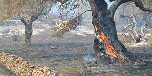 Καλύτερη η εικόνα από τα μέτωπα σε Ζάκυνθο και Ηλεία /Φωτογραφία Αρχείου: Εurokinissi-Bιβή Κωνσταντινίδου