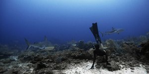 Βουτιές με καρχαρίες -Το ατρόμητο ζευγάρι από την Ισπανία που κολυμπά δίπλα τους