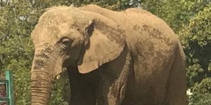 H Ελεφαντίνα