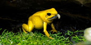 Ρατσισμός και στα ζώα: 10 είδη που κινδυνεύουν με εξαφάνιση επειδή δεν είναι αρκ