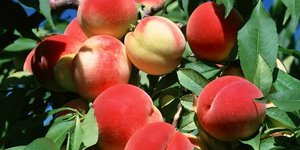 Η Ρωσία εξετάζει την επιβολή περιορισμών στην εισαγωγή φρούτων από την Ελλάδα -Ε