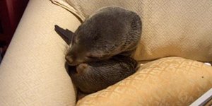 Μικρή φώκια εισέβαλε σε σπίτι στη Νέα Ζηλανδία [εικόνες + βίντεο]