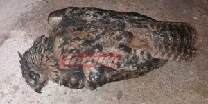 Φωτογραφία: tempo24.gr